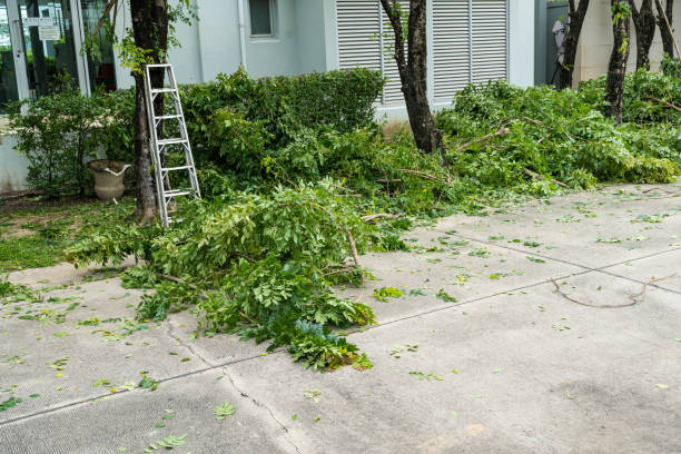 Best Arborist Consultation Services  in South Yarmouth, MA